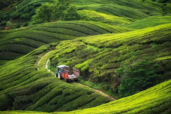 Cameron Highlands Malasia