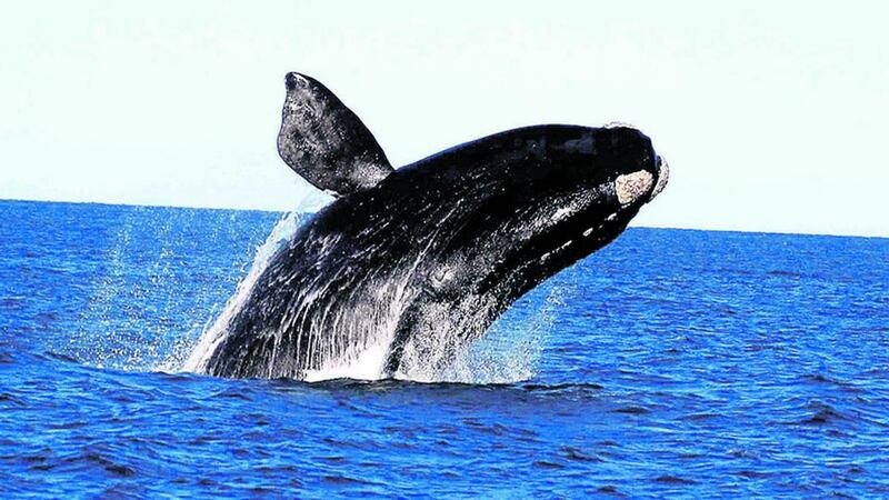 10 Mejores lugares para visitar en Argentina: La Guía Definitiva 8 CY5MJRPXRJFJ3GHNOUJUQCOJT4