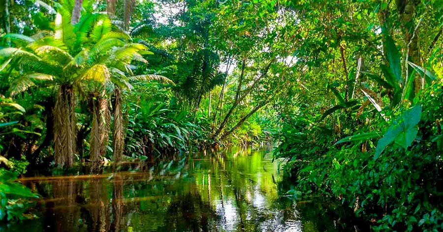 10 Lugares Increíbles para Visitar en Brasil: La Guía Definitiva 5 Articulo La selva del Amazonas el pulmon del mundo Website SGK PLANET Sandor Alejandro Gerendas Kiss